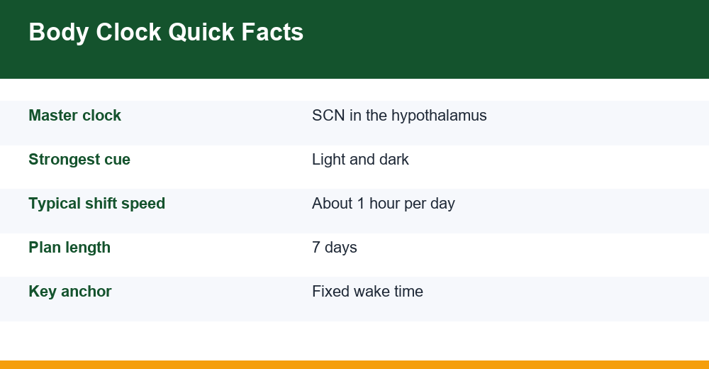 circadian rhythm reset — infographic